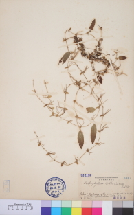 Specimen thumbnail